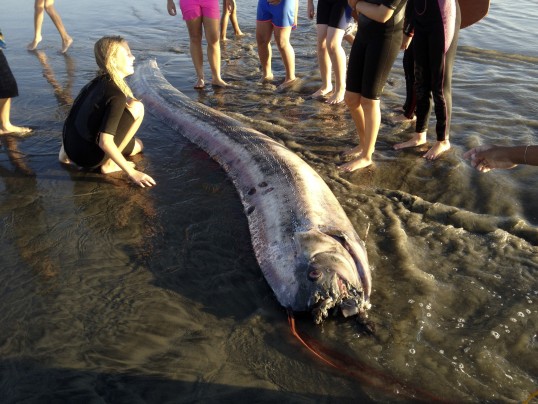 Recent facts on two washed up Oarfish and general facts