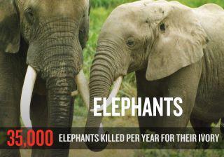 Elephants being slaughtered for ivory