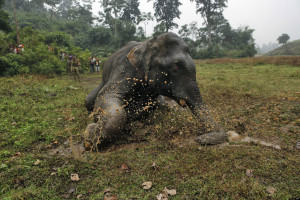 India Elephant