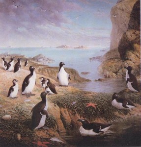 Pinguinus