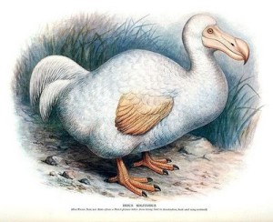 dodo-bird2
