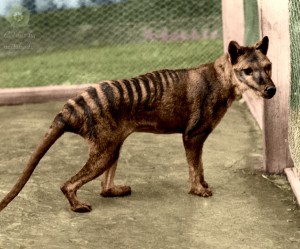 thylacine_tasmanian_tiger2