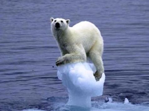 Global Warming has cause ice glaciers to melt causing, the Polar Bear population. 
