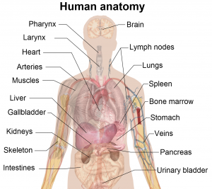 Man_shadow_anatomy