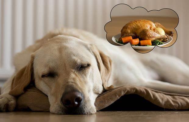 Dogs Dreaming; A Scientific Phenomenon